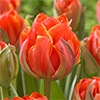 チューリップ 八重咲き クイーンズデー