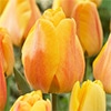 チューリップ 一重咲き ビューティーオブアペルドーン