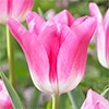 チューリップ 一重咲き ロイヤルテン
