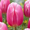 チューリップ 一重咲き ミルクシェイク