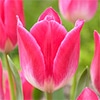 チューリップ 一重咲き メンフィス