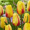 チューリップ フリンジ咲き フラメンコ