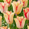 チューリップ 一重咲き ビューティードリーム