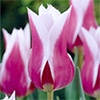 チューリップ ユリ咲き クラウディア