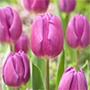 チューリップ 一重咲き パープルフラッグ