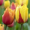 チューリップ フリンジ咲き ランバダ＆フラメンコ