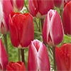 チューリップ 一重咲き フォステリーキング＆キャンディーアップルデライト