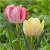チューリップ 八重咲き フォックストロット＆フォクシーフォックストロット