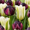 チューリップ 八重咲き＆一重咲き ブラックヒーロー＆スプリンググリーン