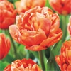 カラーパレット(R) チューリップ 八重咲き　バルディビラ