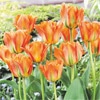 カラーパレット(R) チューリップ 八重咲き　ディズニーランドパリ