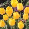 カラーパレット(R) チューリップ 一重咲き　ゴールデンアペルドーン