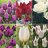 チューリップ プレミアムボリュームパック ホワイト＆パープルバラエティーコレクション
