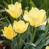原種系チューリップ ブライトゼム