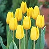 アイスチューリップ イエローフライト