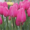 アイスチューリップ ピンクツイスト