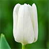 アイスチューリップ ホワイトドリーム