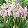 ムスカリ ピンクサンライズ