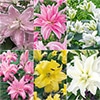 八重咲きオリエンタルユリ 6種セット