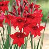 早咲きグラジオラス ダスティッドレッド