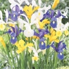 アイリス ミックス
