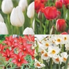 チューリップ mix & match 　チェリー