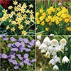 野放し球根 日陰向き4種見計らいお買い得セット
