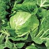 神奈川・三浦 伊藤さんの春キャベツ
