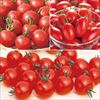 北海道・士別 サカタオリジナル品種 ミニ・中玉トマト 詰め合わせ