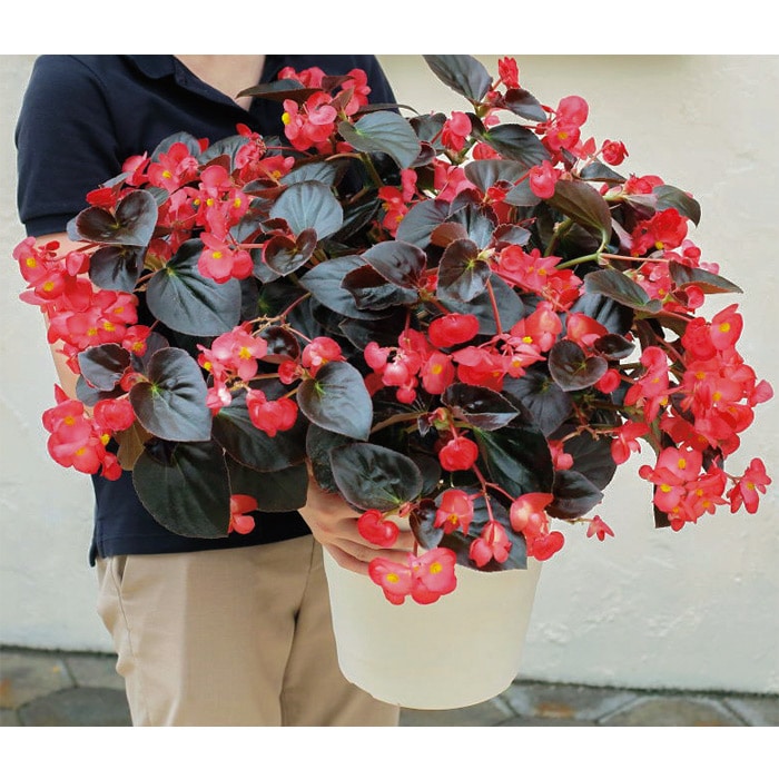 ベゴニア バイキング R レッドオンチョコレート 種 タネ 球根 苗の通販はサカタのタネ オンラインショップ ベゴニア バイキング R レッドオンチョコレート 種 タネ 球根 苗の通販はサカタのタネ オンラインショップ