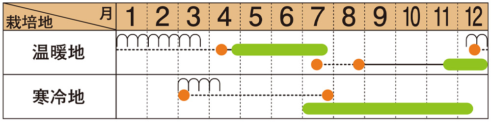 1月まで畑に置けます