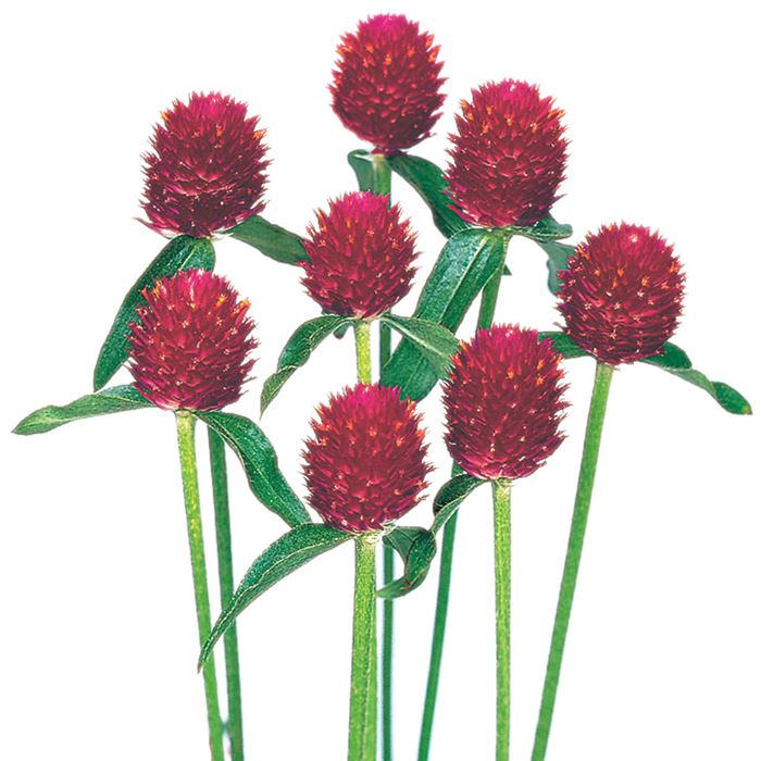 センニチコウ ラズベリー フィールド 種 タネ 球根 苗の通販はサカタのタネ オンラインショップ