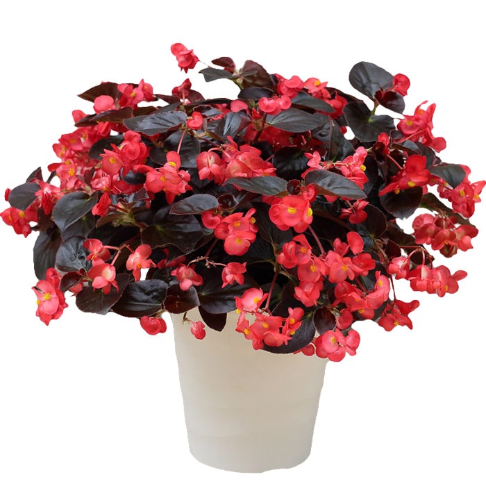 ベゴニア バイキング R レッドオンチョコレート 種 タネ 球根 苗の通販はサカタのタネ オンラインショップ ベゴニア バイキング R レッドオンチョコレート 種 タネ 球根 苗の通販はサカタのタネ オンラインショップ