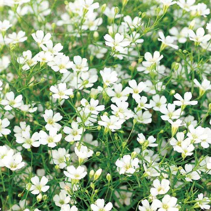 かすみ草 ジプシー ホワイト Ver 2 種 タネ 球根 苗の通販はサカタのタネ オンラインショップ