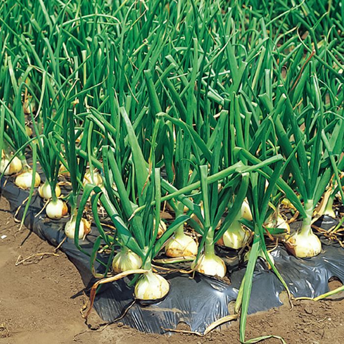 タマネギ ホームタマネギ 500g1組