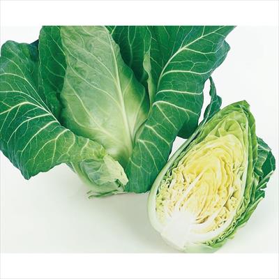 キャベツ みさき