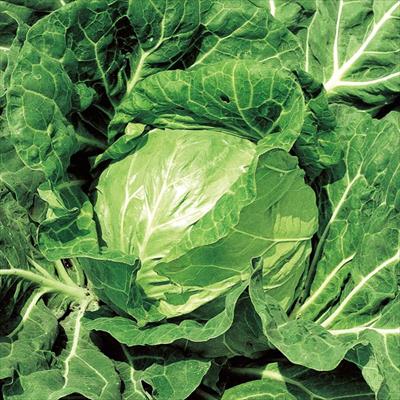 キャベツ 金系201号