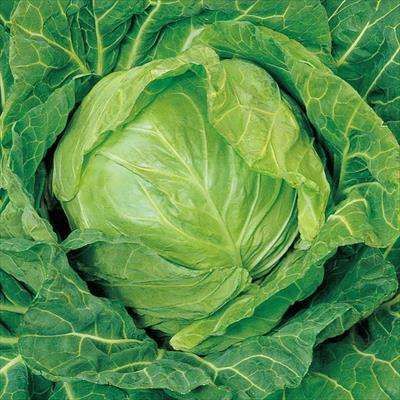 キャベツ 金春