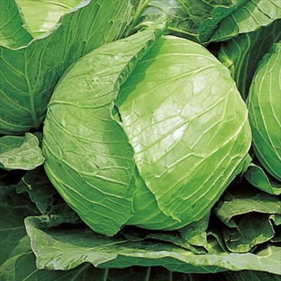 キャベツ 新藍