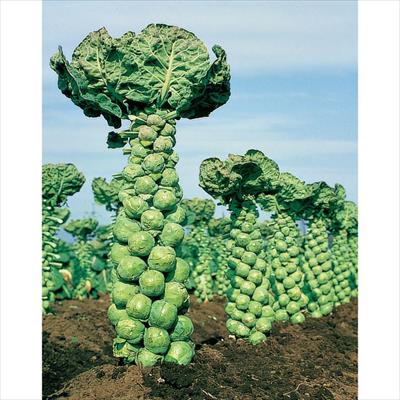 芽キャベツ ファミリーセブン