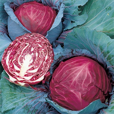 赤キャベツ レッドルーキー