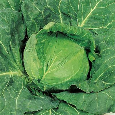 キャベツ 来陽
