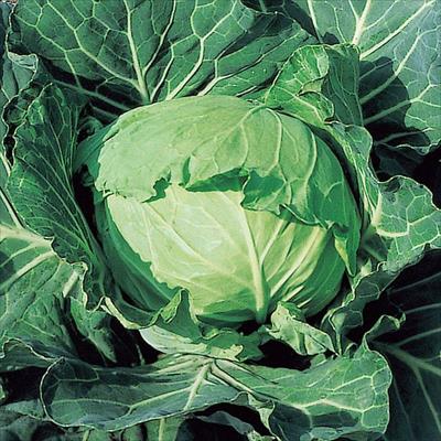 キャベツ 中早生二号