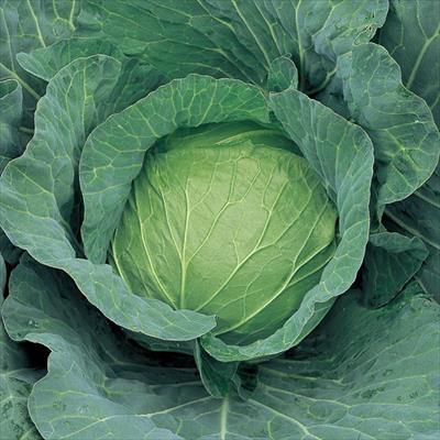 キャベツ かおるだま