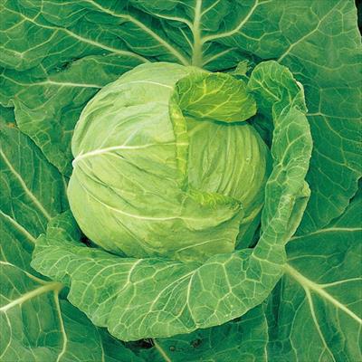 キャベツ 来陽
