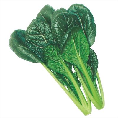 コマツナ ちぢみこまつ菜