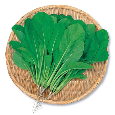 コマツナ 小松菜