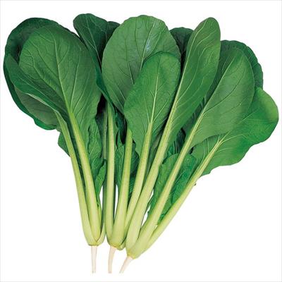 コマツナ はっけい