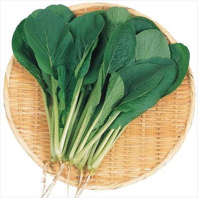 コマツナ いなむら