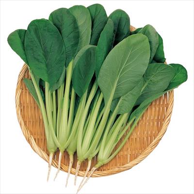 コマツナ つなしま